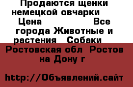 Продаются щенки немецкой овчарки!!! › Цена ­ 6000-8000 - Все города Животные и растения » Собаки   . Ростовская обл.,Ростов-на-Дону г.